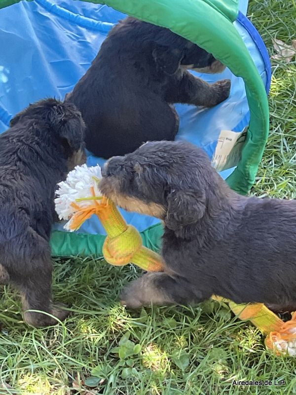 des Lauriers du Patis - Premières photos des chiots Stella x Yes Man au 25 aout