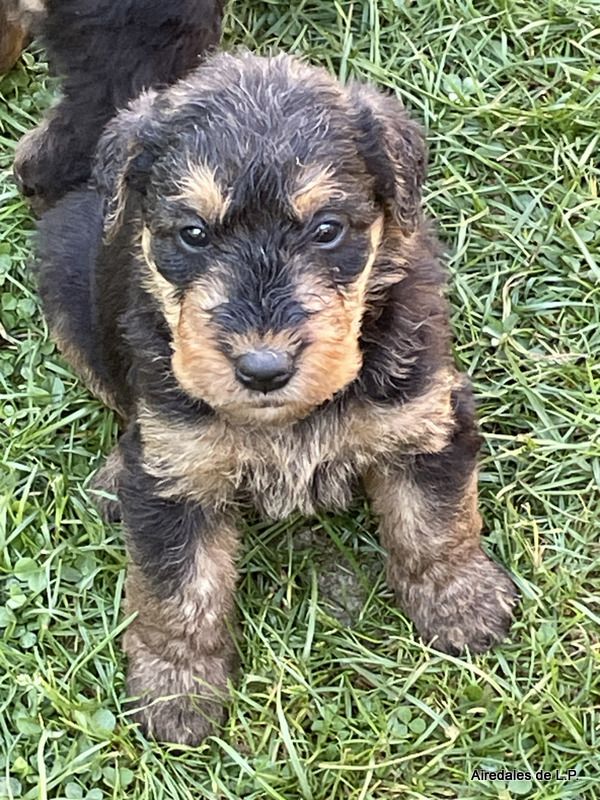des Lauriers du Patis - Premières photos des chiots Stella x Yes Man au 25 aout