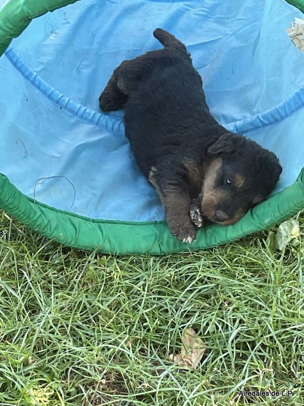 des Lauriers du Patis - Premières photos des chiots Stella x Yes Man au 25 aout