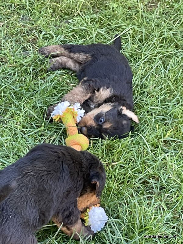 des Lauriers du Patis - Premières photos des chiots Stella x Yes Man au 25 aout