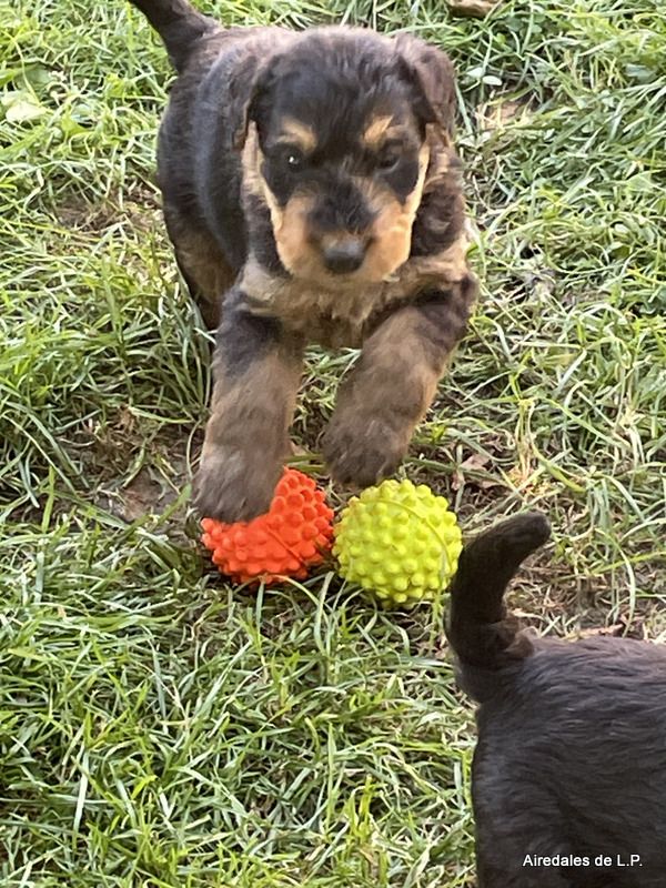 des Lauriers du Patis - Premières photos des chiots Stella x Yes Man au 25 aout