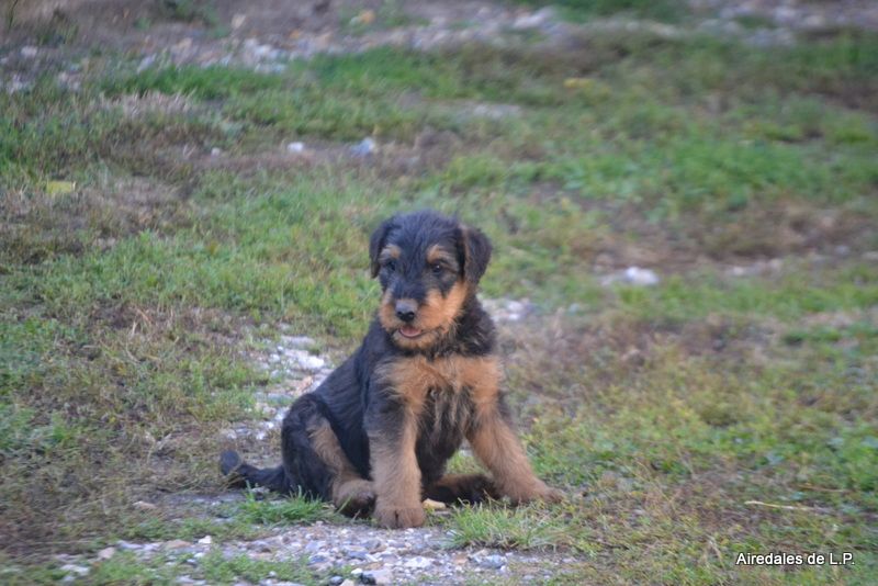 Photos des chiots Stella x Yes Man au 9 septembre