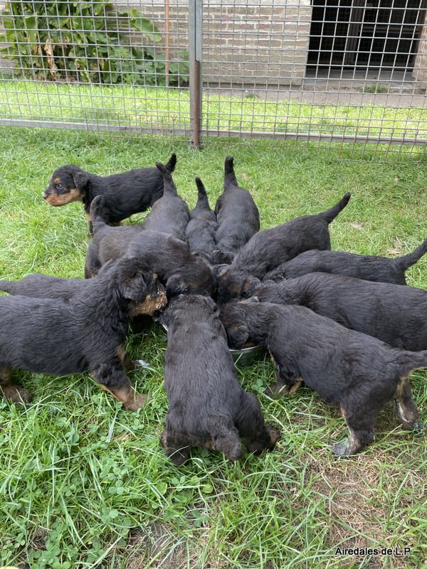 des Lauriers du Patis - Premières photos des chiots Stella x Yes Man au 25 aout