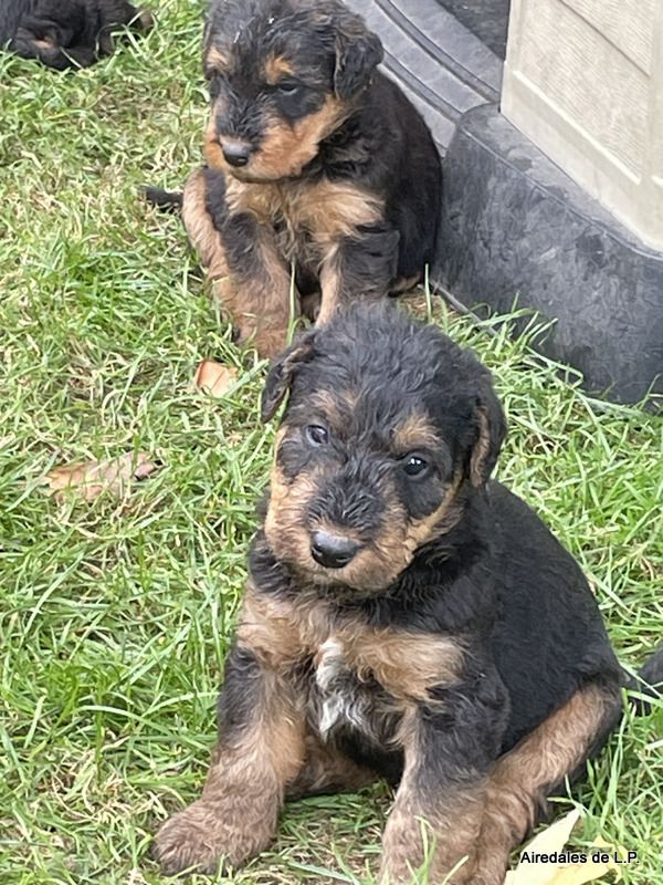 des Lauriers du Patis - Premières photos des chiots Stella x Yes Man au 25 aout
