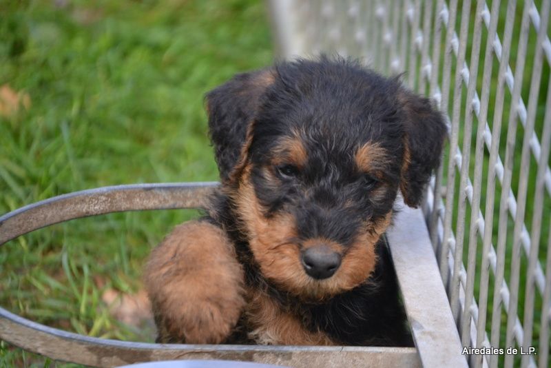 des Lauriers du Patis - Photos des chiots Stella x Yes Man au 9 septembre