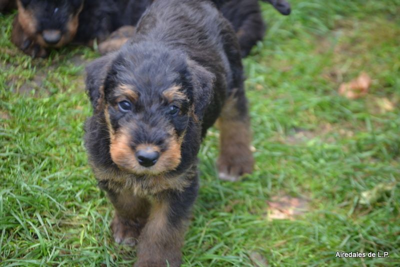 des Lauriers du Patis - Photos des chiots Stella x Yes Man au 9 septembre