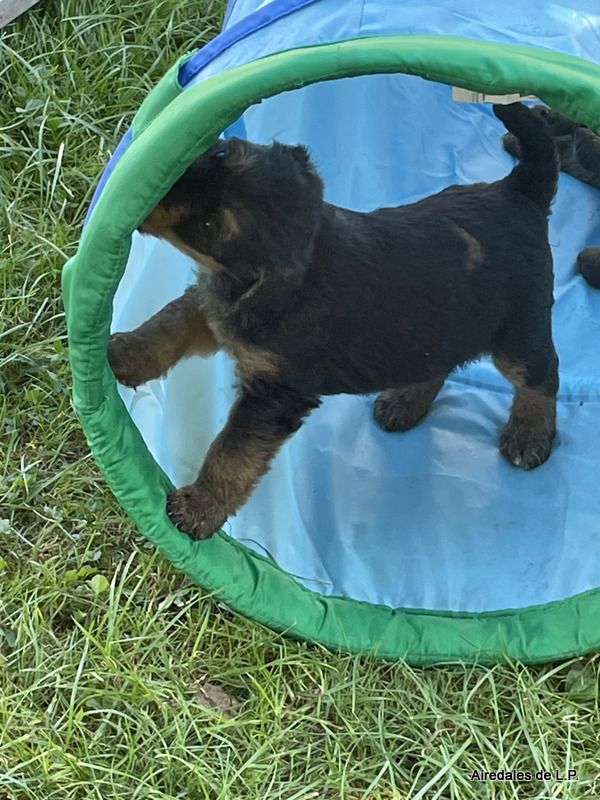 des Lauriers du Patis - Premières photos des chiots Stella x Yes Man au 25 aout