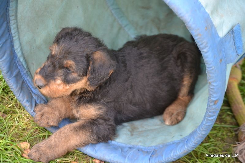 Photos des chiots Stella x Yes Man au 9 septembre