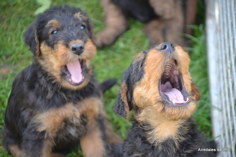Photos des chiots Stella x Yes Man au 9 septembre