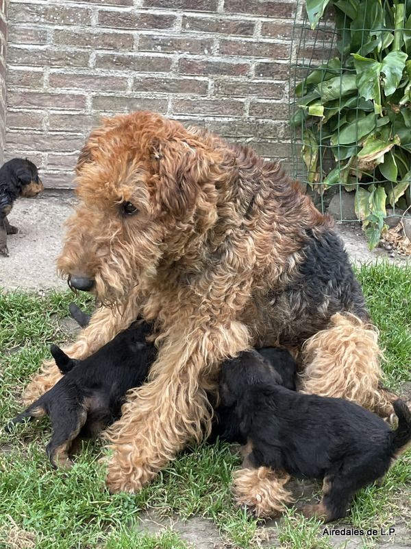 des Lauriers du Patis - Premières photos des chiots Stella x Yes Man au 25 aout