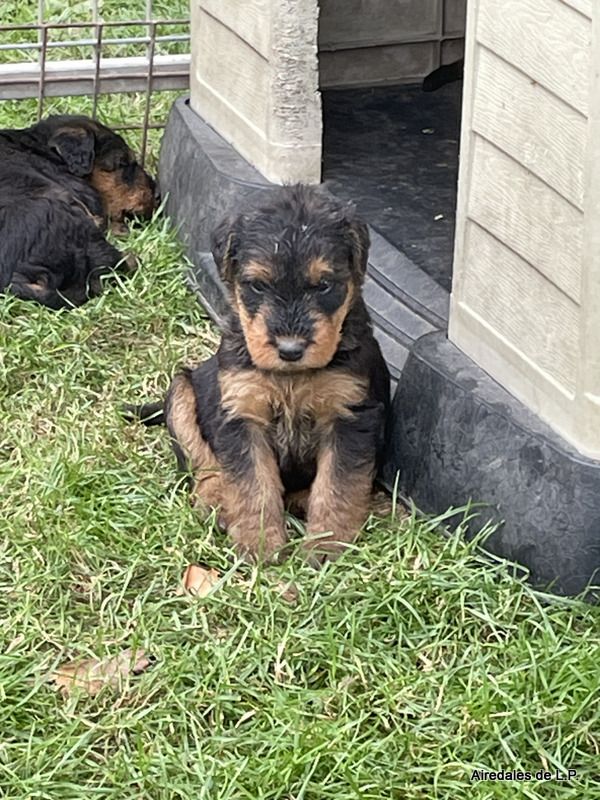 des Lauriers du Patis - Premières photos des chiots Stella x Yes Man au 25 aout