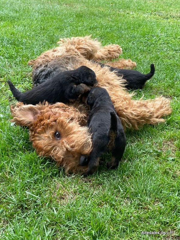 des Lauriers du Patis - 	Premières photos des chiots Stella x Yes Man au 25 aout