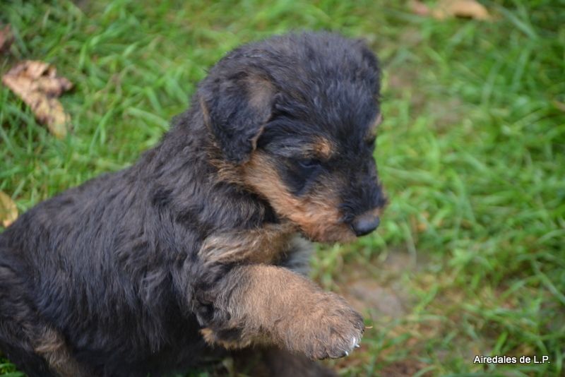 des Lauriers du Patis - Photos des chiots Stella x Yes Man au 9 septembre